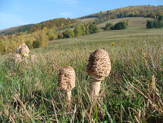 bedľa vysoká Macrolepiota procera (Scop.) Singer