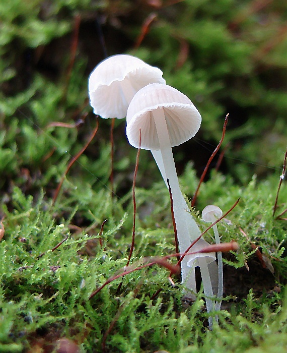 prilbička Mycena sp.