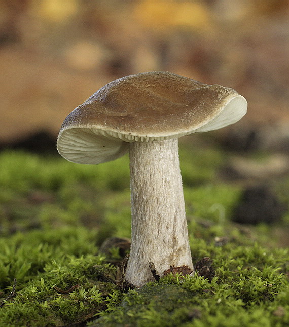 štítovka jelenia Pluteus cervinus (Schaeff.) P. Kumm.