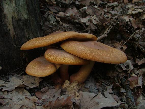 čírovec červenožltý Tricholomopsis rutilans (Schaeff.) Singer