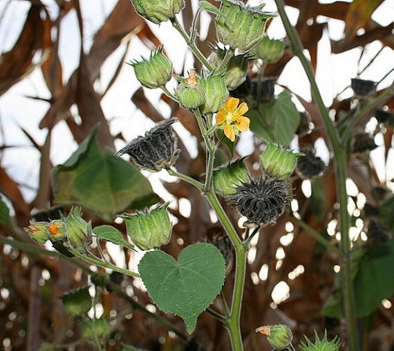 podslnečník theofrastov Abutilon theophrasti Medik.