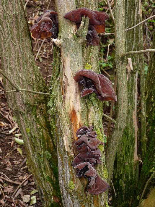 uchovec bazový Auricularia auricula-judae (Bull.) Quél.