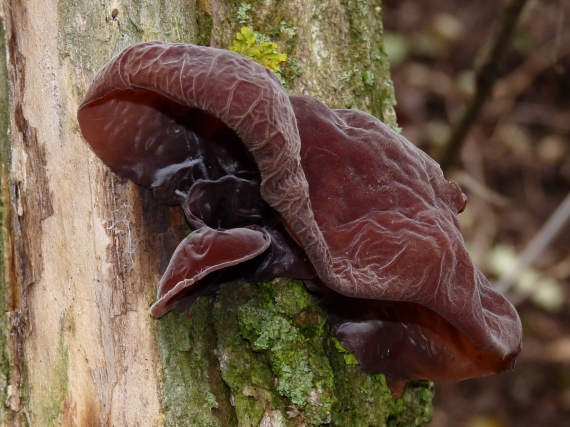 uchovec bazový Auricularia auricula-judae (Bull.) Quél.