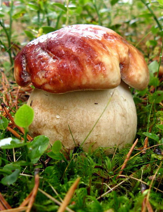 hríb sosnový Boletus pinophilus Pil. et Dermek in Pil.