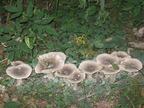 čarovný kruh Strmuľky inovaťovej Clitocybe nebularis (Batsch) P. Kumm.