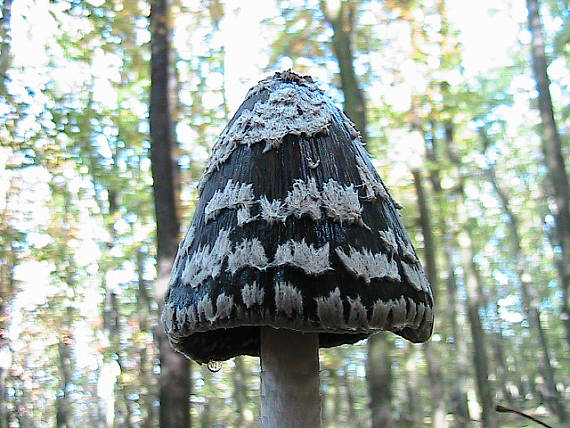 hnojník strakatý Coprinopsis picacea (Bull.) Redhead, Vilgalys & Moncalvo