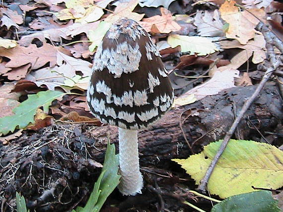 hnojník strakatý Coprinopsis picacea (Bull.) Redhead, Vilgalys & Moncalvo