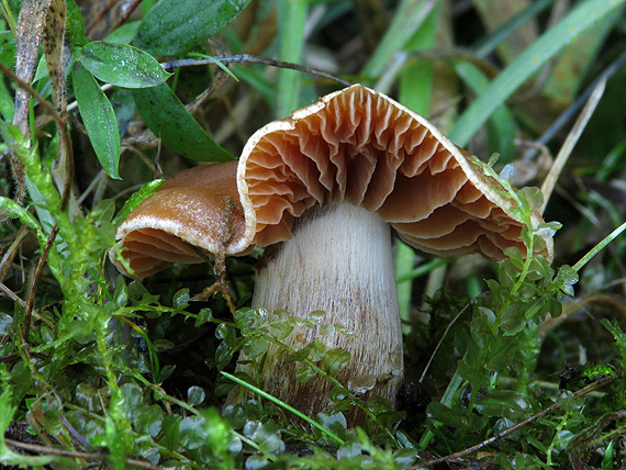 pavučinovec Cortinarius sp.