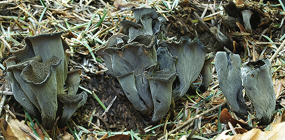 lievik trúbkovitý Craterellus cornucopioides (L.) Pers.