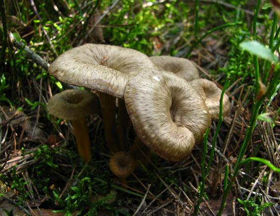 kuriatko lievikovité Craterellus tubaeformis (Fr.) Quél.