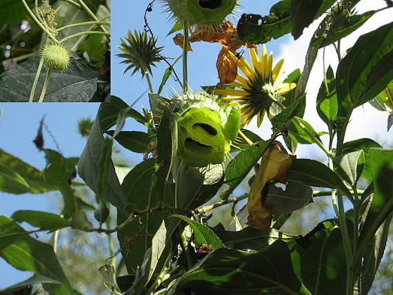 ježatec laločnatý Echinocystis lobata (F. Michx.) Torr. et A. Gray