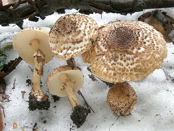 bedlička ostrošupinatá Echinoderma asperum (Pers.) Bon