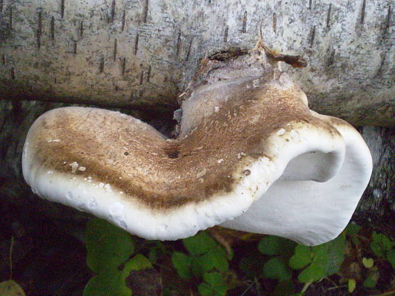 brezovník obyčajný Fomitopsis betulina (Bull.) B.K. Cui, M.L. Han & Y.C. Dai