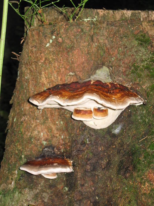 práchnovček pásikavý Fomitopsis pinicola (Sw.) P. Karst.