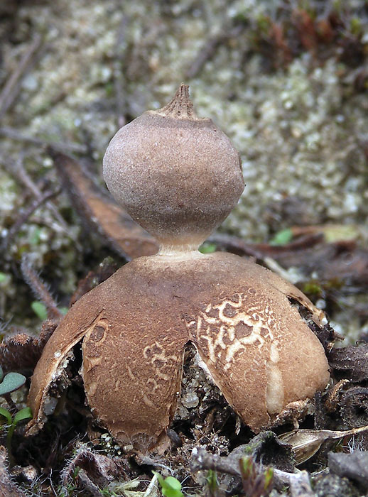 hviezdovka Schmidelova Geastrum schmidelii Vittad.