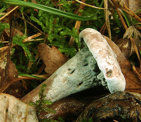 hubožer žltozelený Hypomyces luteovirens (Fr.) Tul. & C. Tul.