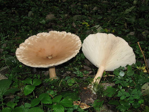 strmuľka veľká Infundibulicybe geotropa (Bull.) Harmaja