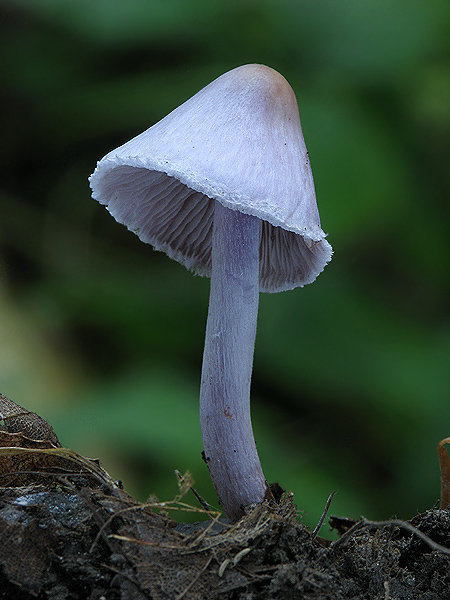 vláknica hlinovolupeňová Inocybe geophylla (Bull.) P. Kumm.