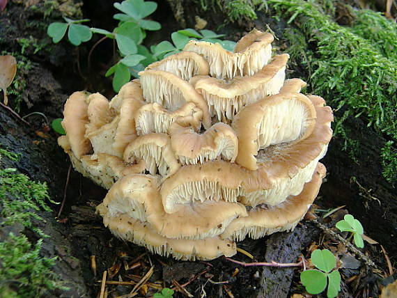 húževnatček ulitovitý Lentinellus cochleatus (Pers.) P. Karst.