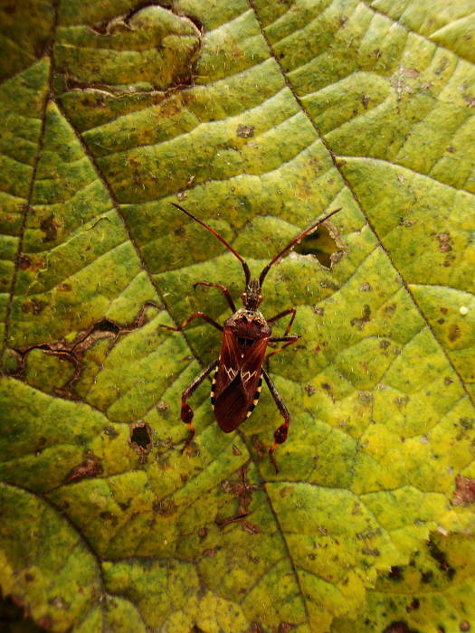 obrubnica americká Leptoglossus occidentalis