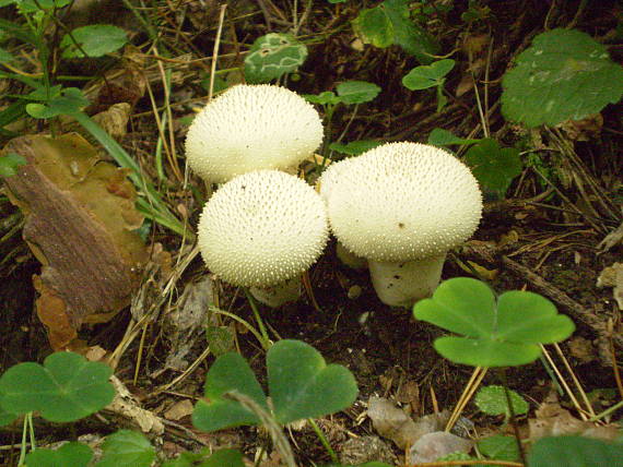 prášnica bradavičnatá Lycoperdon perlatum Pers.