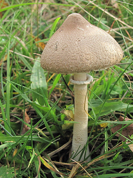 bedľa štíhla Macrolepiota mastoidea (Fr.) Singer