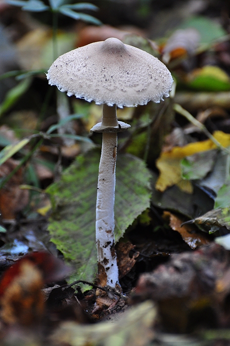 bedľa štíhla Macrolepiota mastoidea (Fr.) Singer