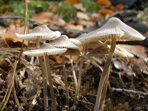 prilbička Mycena sp.