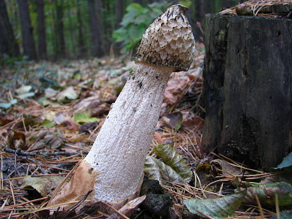 hadovka smradľavá Phallus impudicus L.