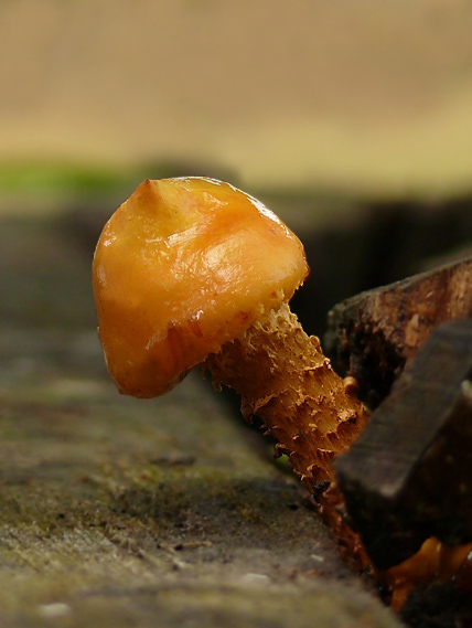 šupinovka Pholiota sp.