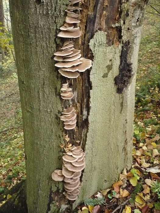 hliva ustricovitá Pleurotus ostreatus (Jacq.) P. Kumm.