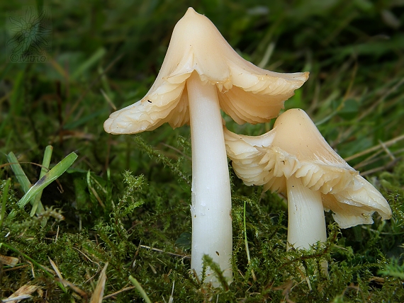 lúčnica ružovočervená Porpolomopsis calyptriformis (Berk.) Bresinsky