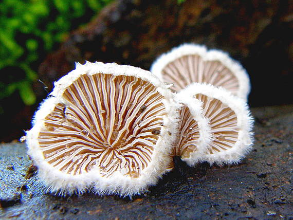 klanolupeňovka obyčajná Schizophyllum commune Fr.