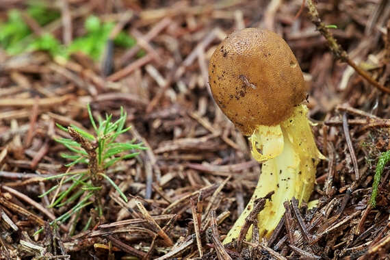 žezlovka hlavičkatá Tolypocladium capitatum (Holmsk.) Quandt, Kepler & Spatafora