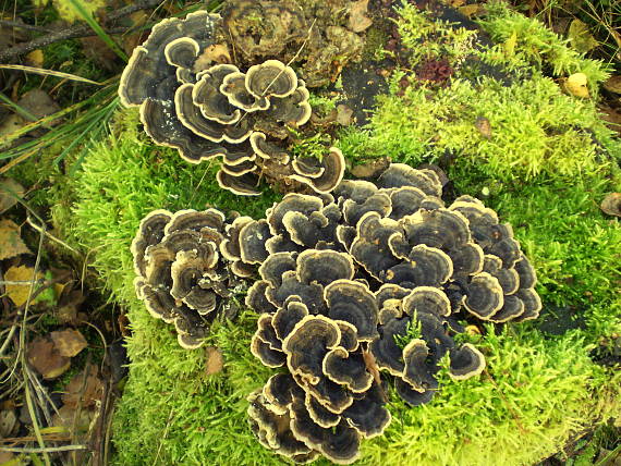 trúdnikovec pestrý Trametes versicolor (L.) Lloyd