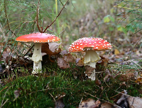 muchotrávka červená Amanita muscaria (L.) Lam.