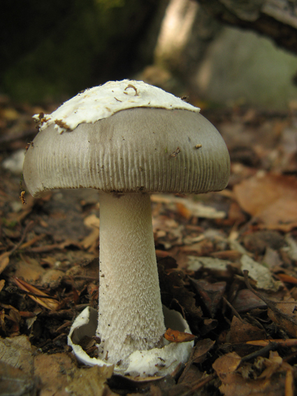 muchotrávka pošvatá Amanita vaginata (Bull.) Lam.