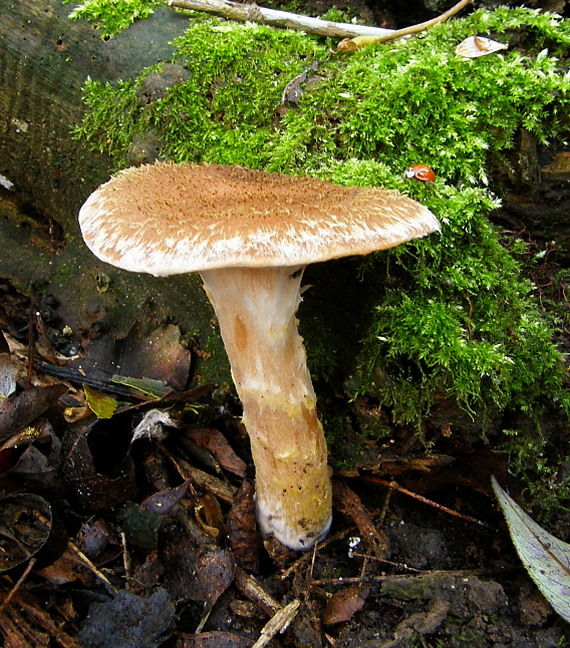 podpňovka žltá Armillaria gallica Marxm. & Romagn.