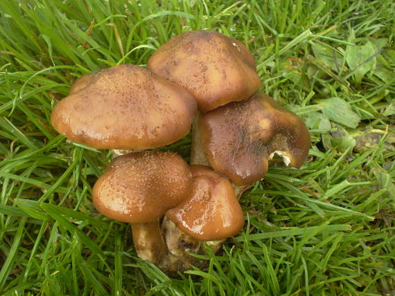 podpňovka obyčajná Armillaria mellea (Vahl) P. Kumm.