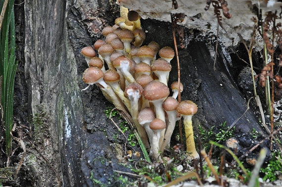 podpňovka obyčajná Armillaria mellea (Vahl) P. Kumm.