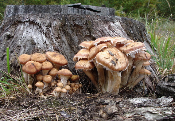 podpňovka tmavá Armillaria ostoyae (Romagn.) Herink