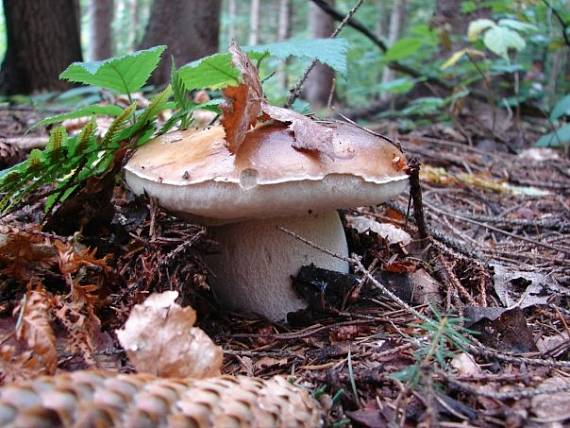 hríb smrekový Boletus edulis Bull.