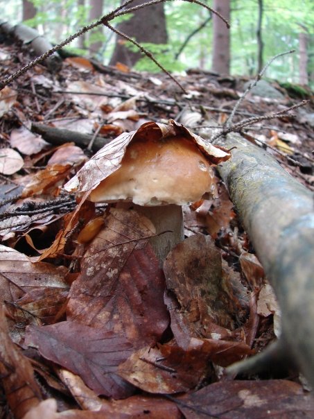 hríb smrekový Boletus edulis Bull.