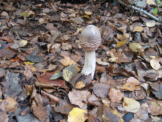 bedľa červenejúca ? Chlorophyllum brunneum? (Farlow et Burt) Wellinga