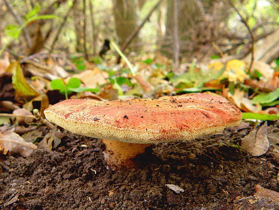 pečeňovec dubový Fistulina hepatica (Schaeff.) With.