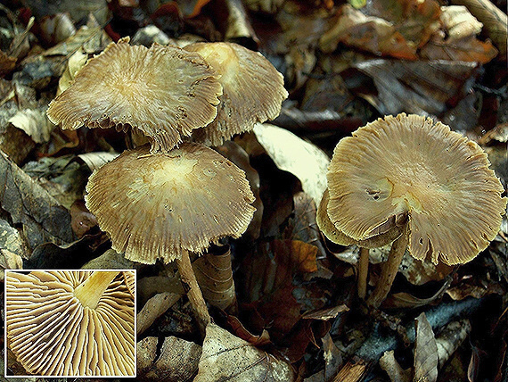 peniazovka štipľavá Gymnopus peronatus (Bolton) Antonín, Halling & Noordel.