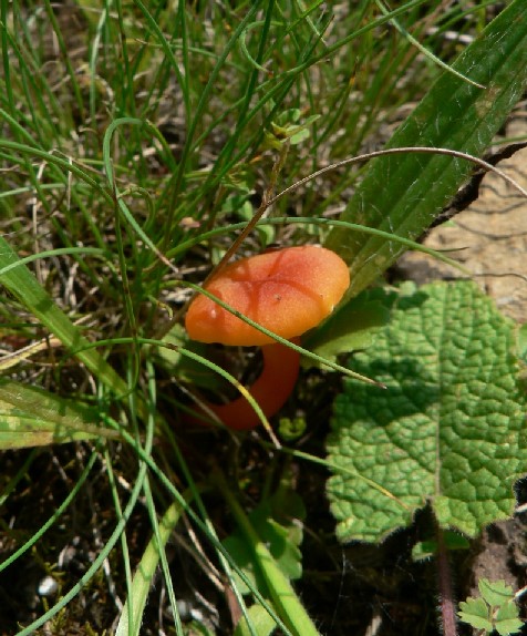 lúčnica Hygrocybe sp.