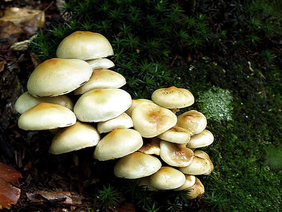 strapcovka zväzkovitá Hypholoma fasciculare (Huds.) P. Kumm.