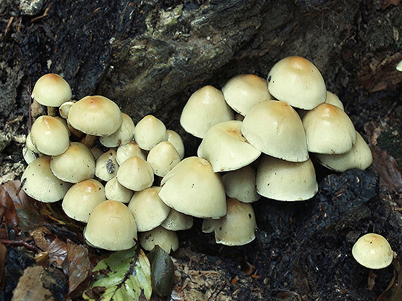 strapcovka zväzkovitá Hypholoma fasciculare (Huds.) P. Kumm.