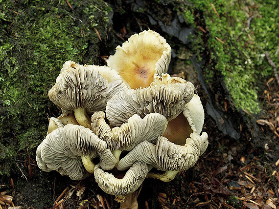 strapcovka zväzkovitá Hypholoma fasciculare (Huds.) P. Kumm.